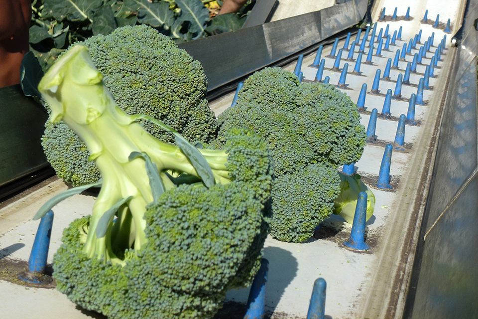Harvest belt broccoli