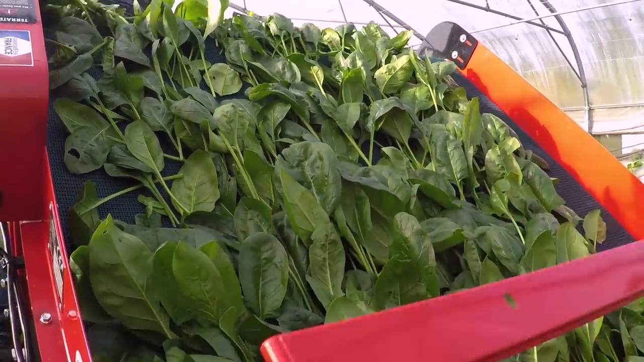 Sistema de cosecha de hoja vegetal