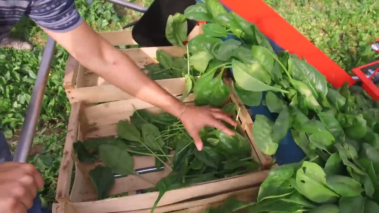 Verdura de hoja de cosechadora