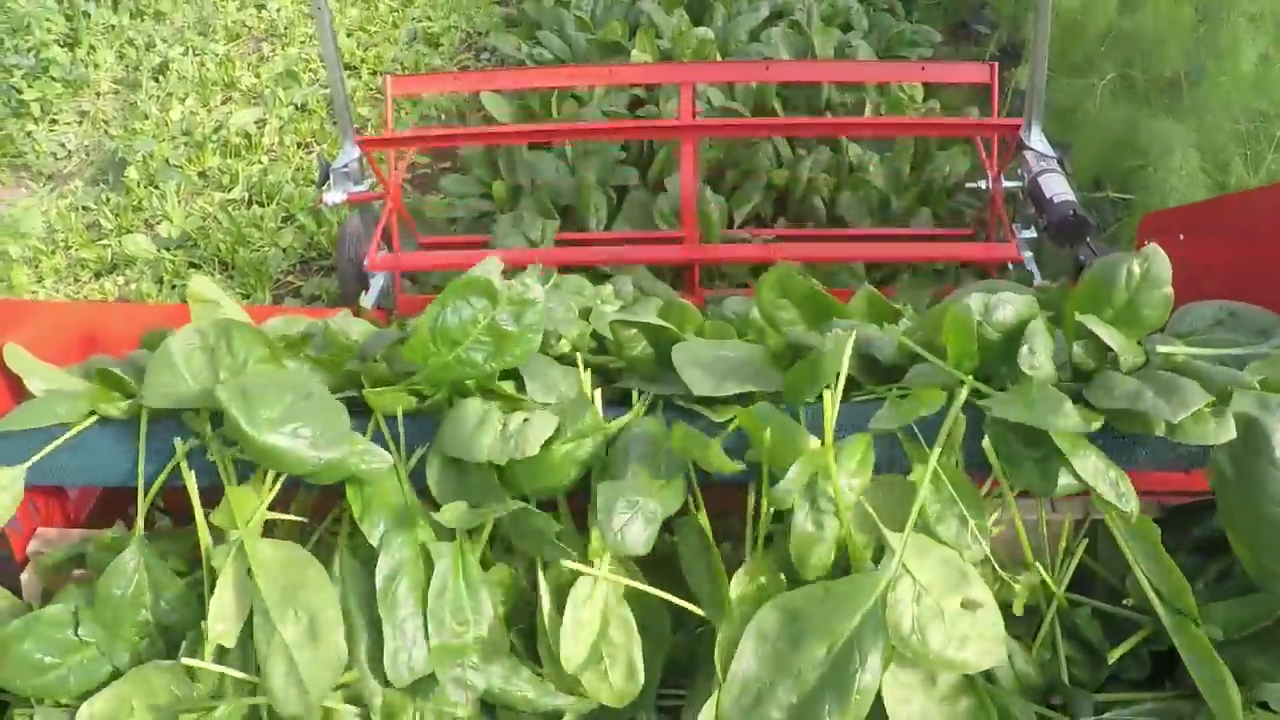 Cosechando vegetales de hojas