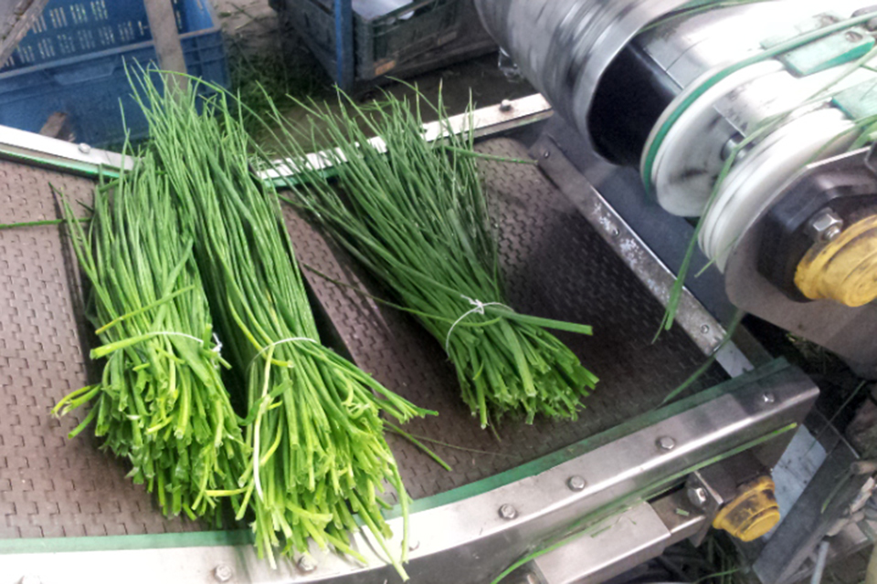 Bundle machine for vegetables