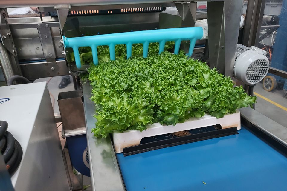 harvesting lettuce, herbs, leafy vegetables