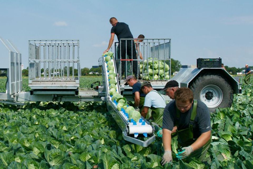 Harvesting belts